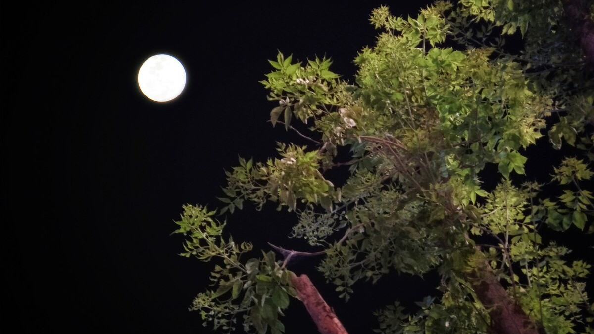 掬水月在手，弄花香满衣。读古诗，领略春山月夜的清幽静美