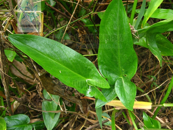 水半夏,见过吗?燥湿化痰,止咳.用于咳嗽痰多,支气管炎