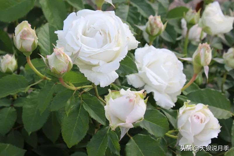 2020世界新品月季大赏，一起来看看都有哪些值得期待的新品种