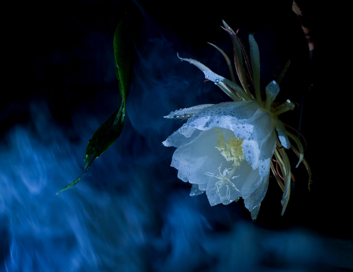 「诗词鉴赏」昙花一现为韦陀，古诗词里的昙花，一现刹那芳华