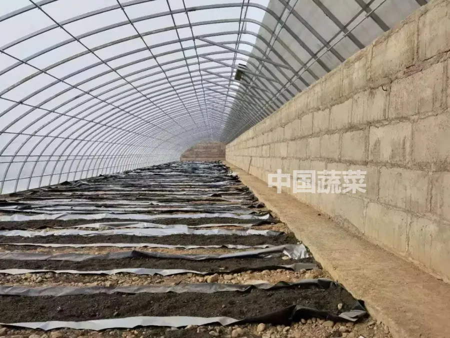 甘肃日光温室探秘!哪种墙体和骨架最“流行”?哪种造价最划算?
