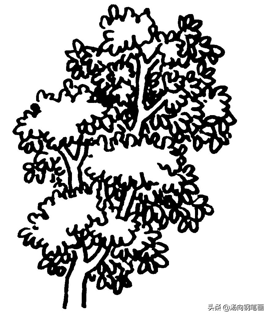 钢笔画零基础：森林绘画技法入门教程