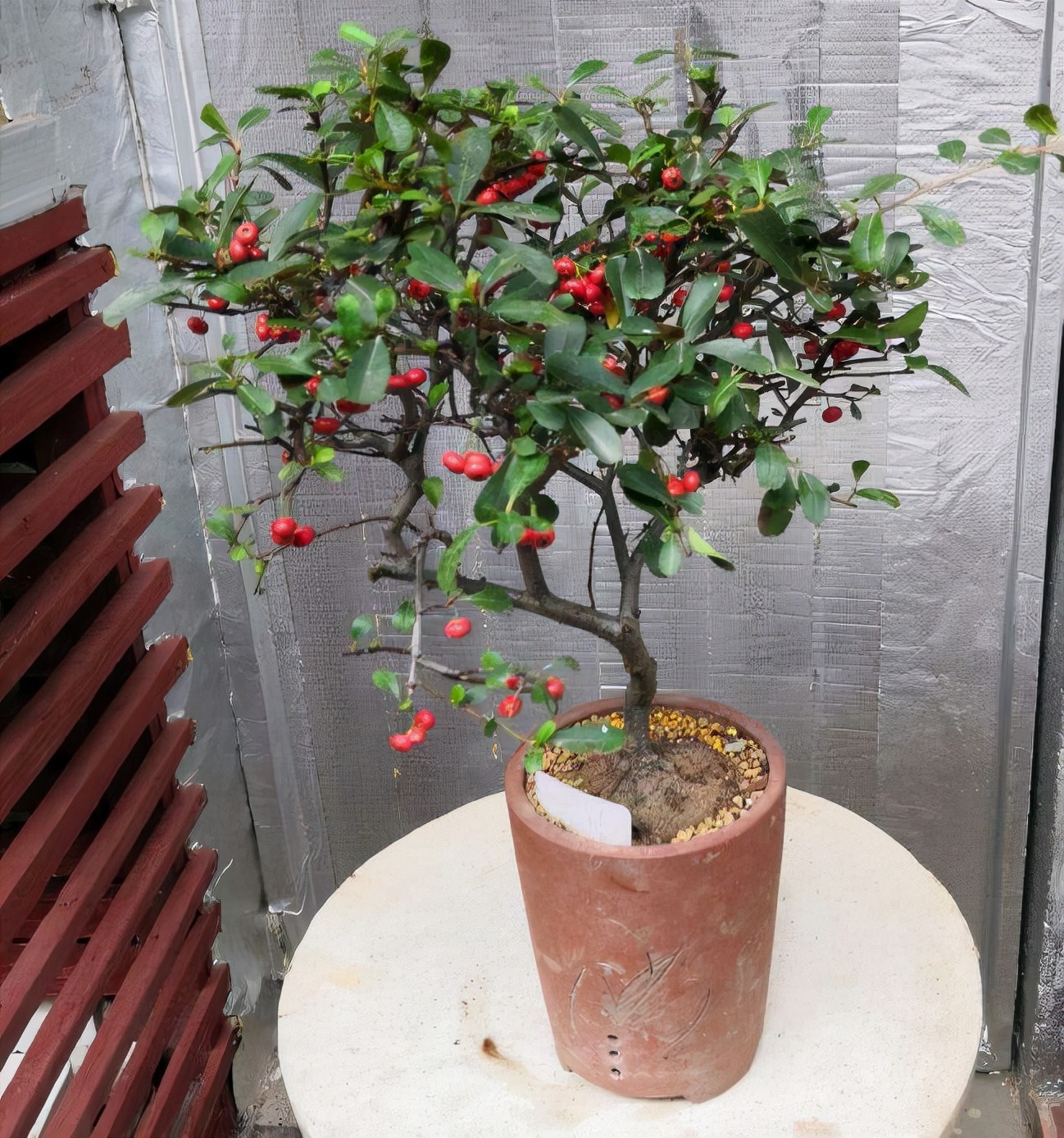 花草的图片大全（100种常见花图鉴一览表）