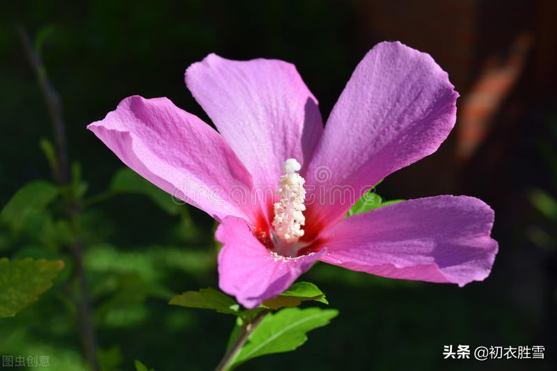 夏花木槿古诗七首欣赏，谁说槿花不见夕，它是一日一回新