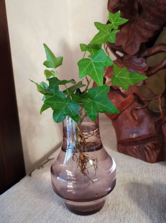 水培的常春藤,教你一招,冬天不用愁