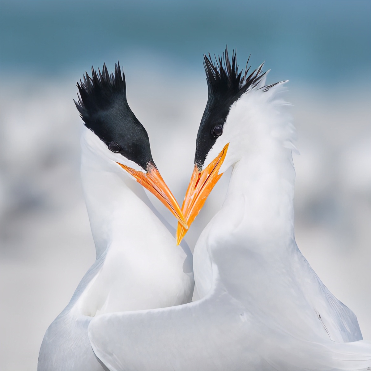 国际接吻日|动物cp玩亲亲甜炸啦