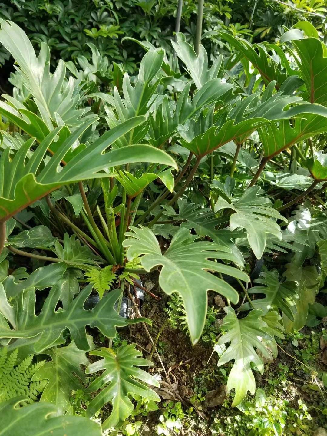 仙羽蔓绿绒(花卉养多了,来一盆"观叶"绿植,满盆绿叶子还能净化空气)