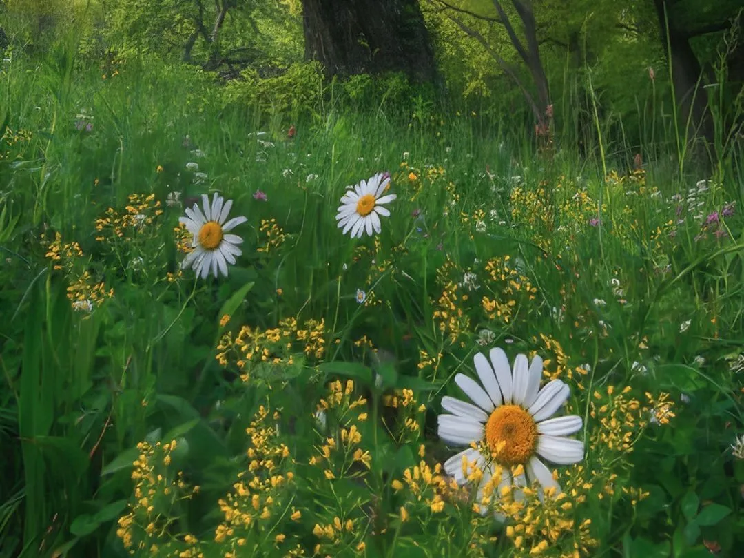 国家级一流！厉害了我的云南农大