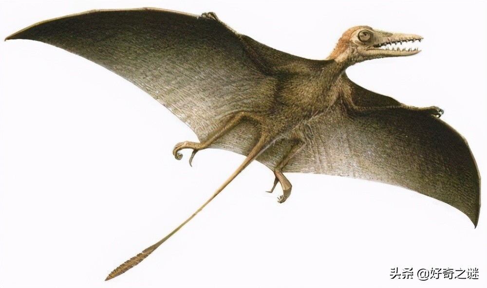 一,蜥臀目(蜥龙目)主要特征是组成腰带的骼骨,坐骨和耻骨三者间的结构