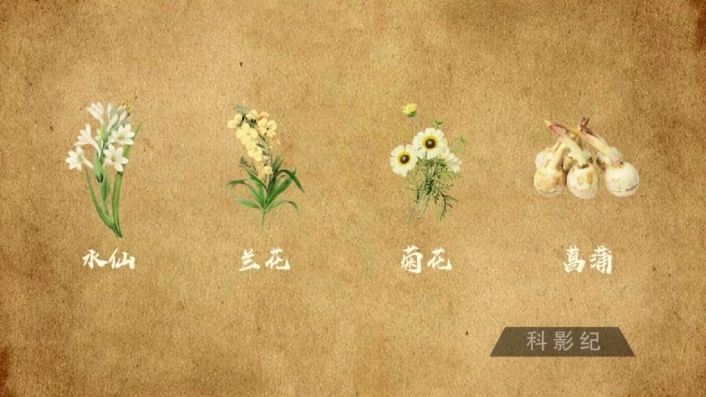 “凌波仙子”水仙花的养殖方法和注意事项