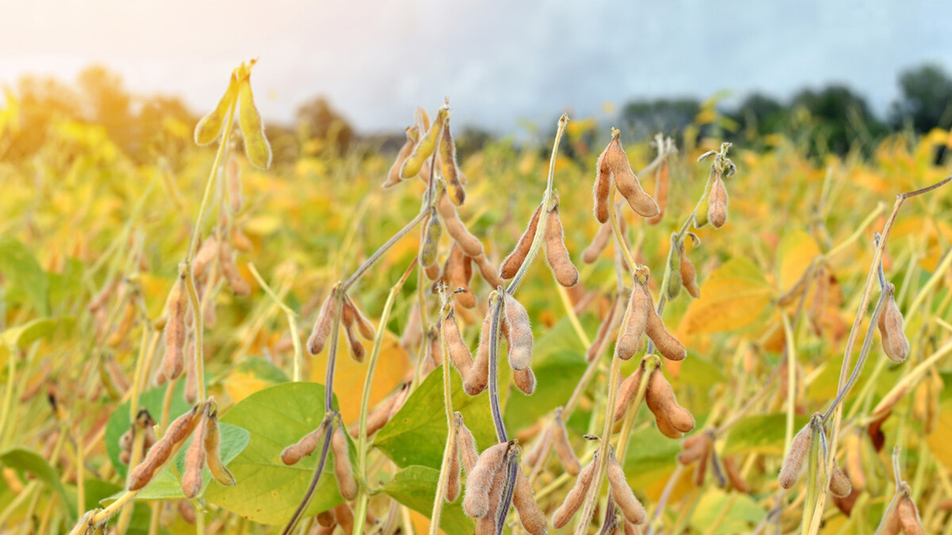 菽是指哪类农作物 稷是指什么农作物 - 科技田(www.kejitian.com)