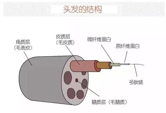 头发的结构分为三层,从外至内分别为:毛小皮,皮质层,髓质