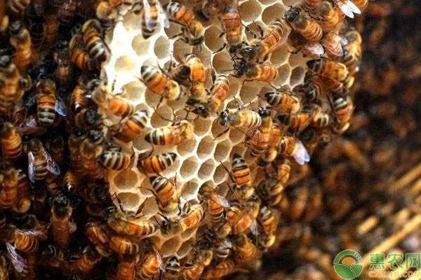 怎样养蜜蜂（蜜蜂养殖技术与管理方法介绍）