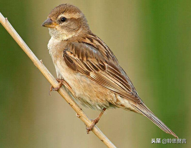 咏雀诗精选一十八首 晨起喧喧暮自栖，梦回每每当闻鸡