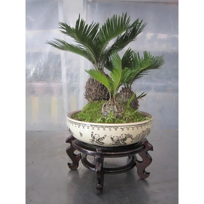 常见50种植物（50种常见的室内盆栽绿化植物）