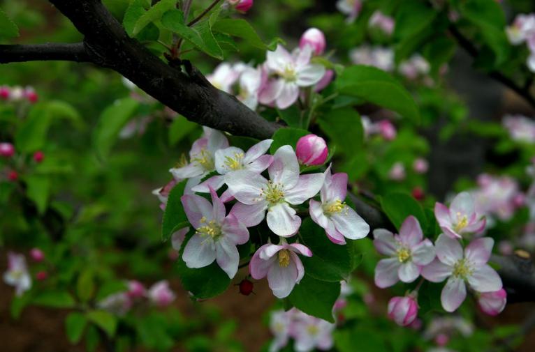 苹果花是什么颜色（苹果花外形及其科目介绍）