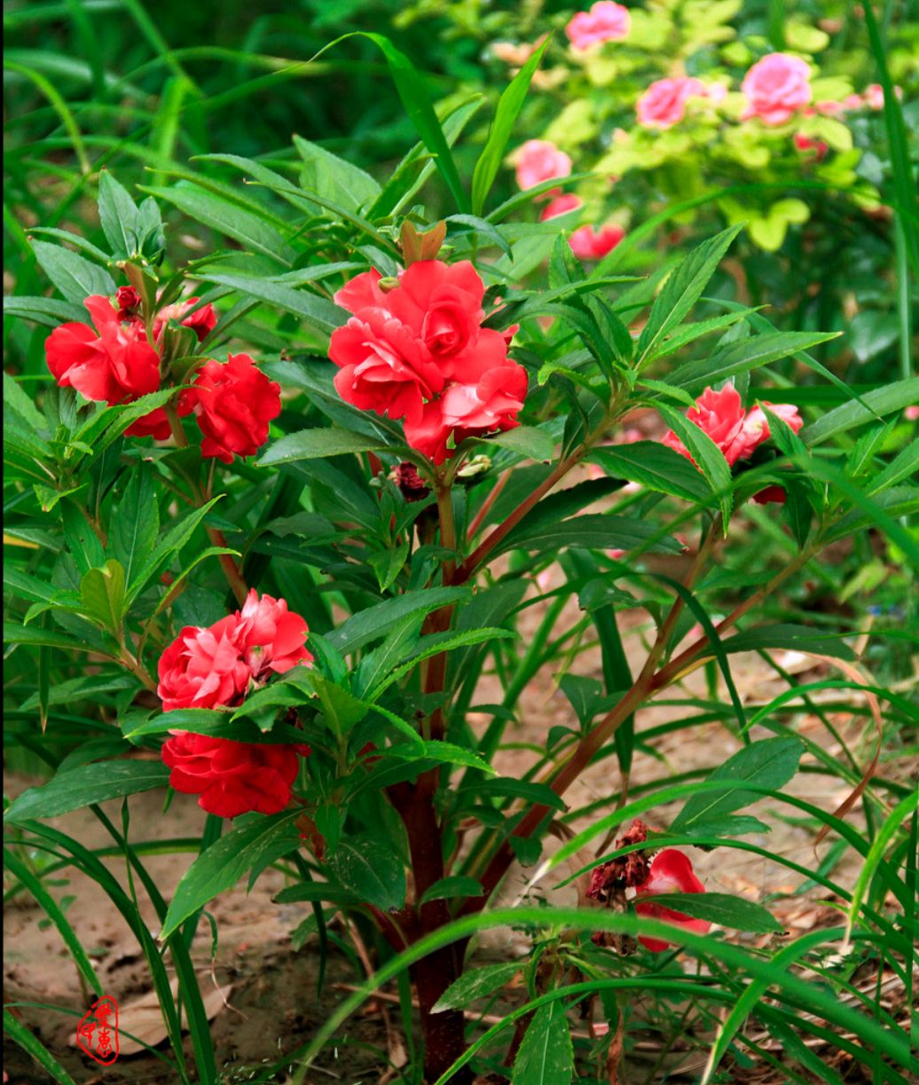 洋槐花有毒嗎,洋槐花有毒嗎能吃嗎