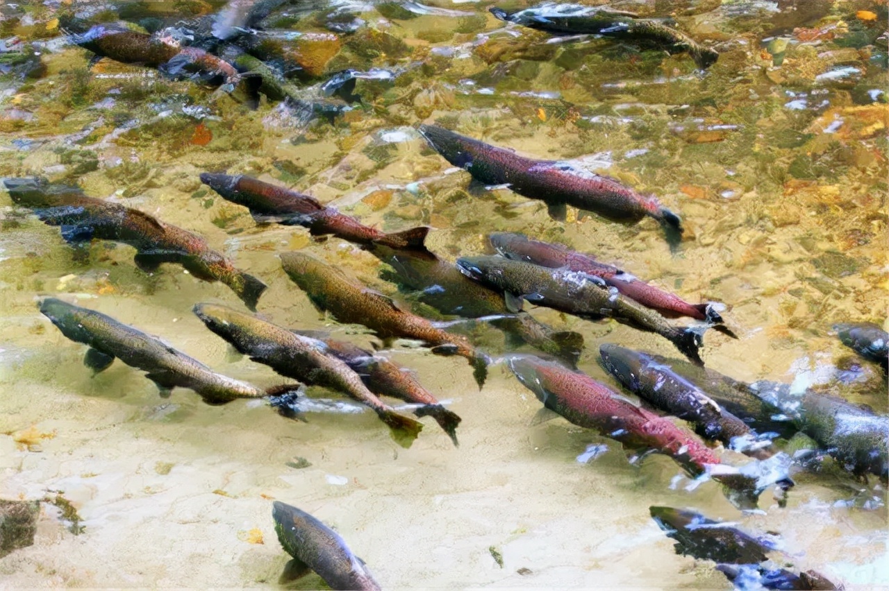 偉大的歸鄉(xiāng)魚，大馬哈魚的萬里回家路