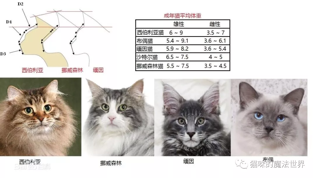 猫咪品种大盘点13：西伯利亚森林猫