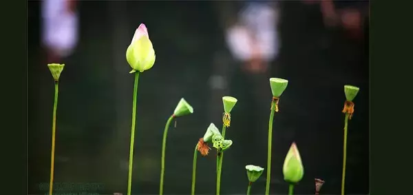 最闲十首古诗:静听花落,坐看云舒!