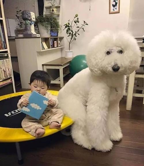 经典博美犬，体型小却温和粘人，让你家有无限可爱。