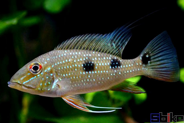 Sbike动植物百科：十大最美丽的淡水观赏鱼