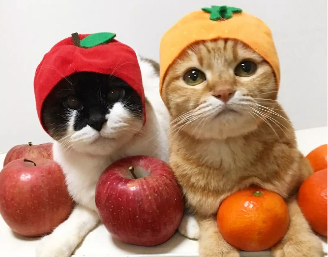猫能吃什么水果(猫咪最喜欢吃的5种水果)