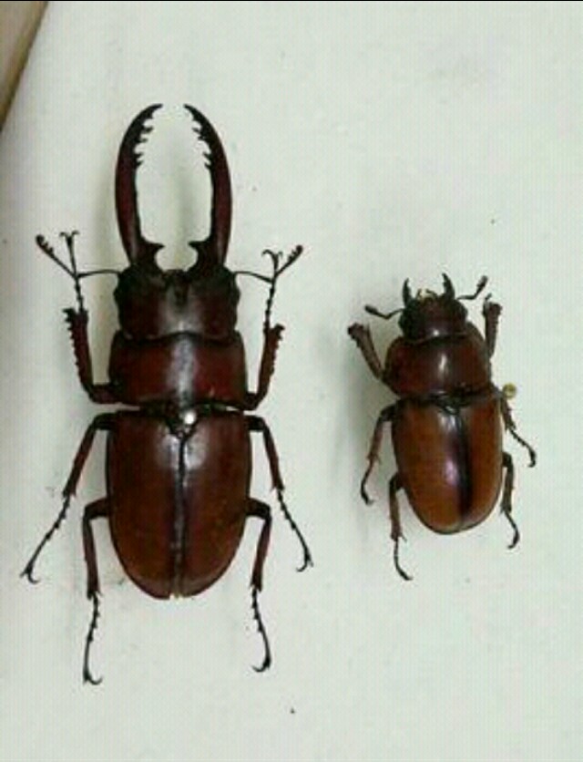 甲虫吃什么东西长大的(详细的甲虫种类大全)