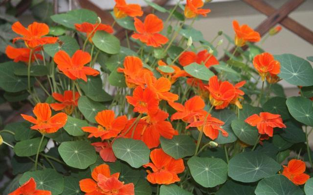 旱莲花怎么种植方法(旱莲花怎么种植方法视频)-币圈之家