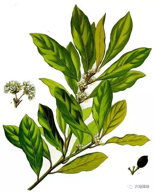 广西简称“桂”，是怎么来的？