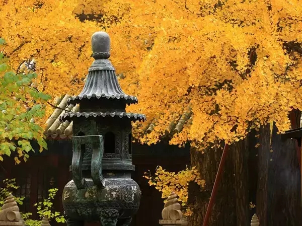 重阳节：一起欣赏最美重阳诗词