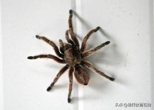 世界上十大最毒蜘蛛, 最后一种简直就是男人的噩梦！！