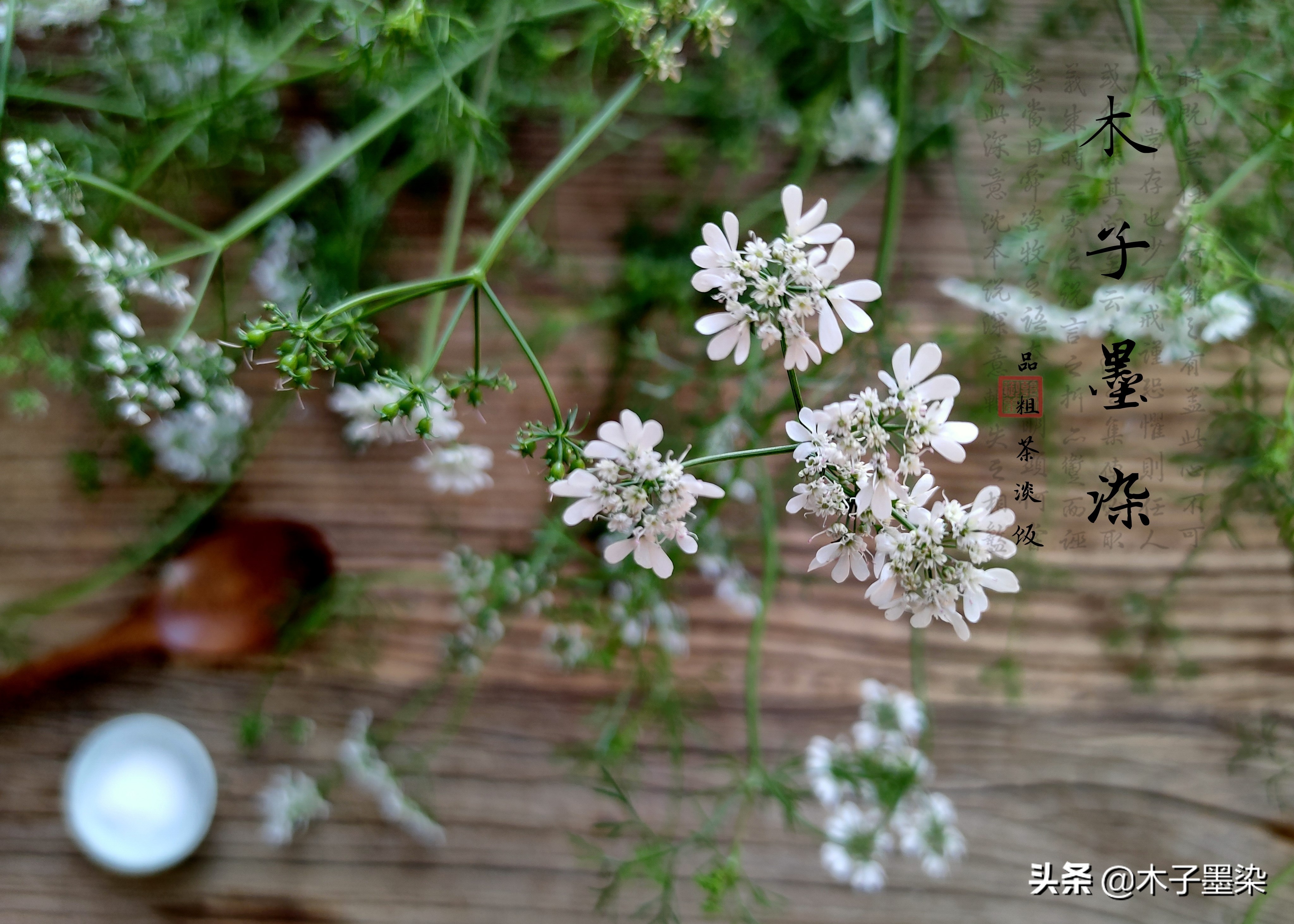 香菜花能吃吗（香菜花做的酱简直是拌饭神器）