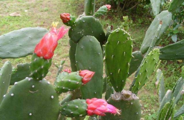 仙人掌种植方法和注意事项（关于仙人掌你不知道的小秘密）