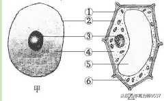2018年人教版七年级上册生物期末试题及答案