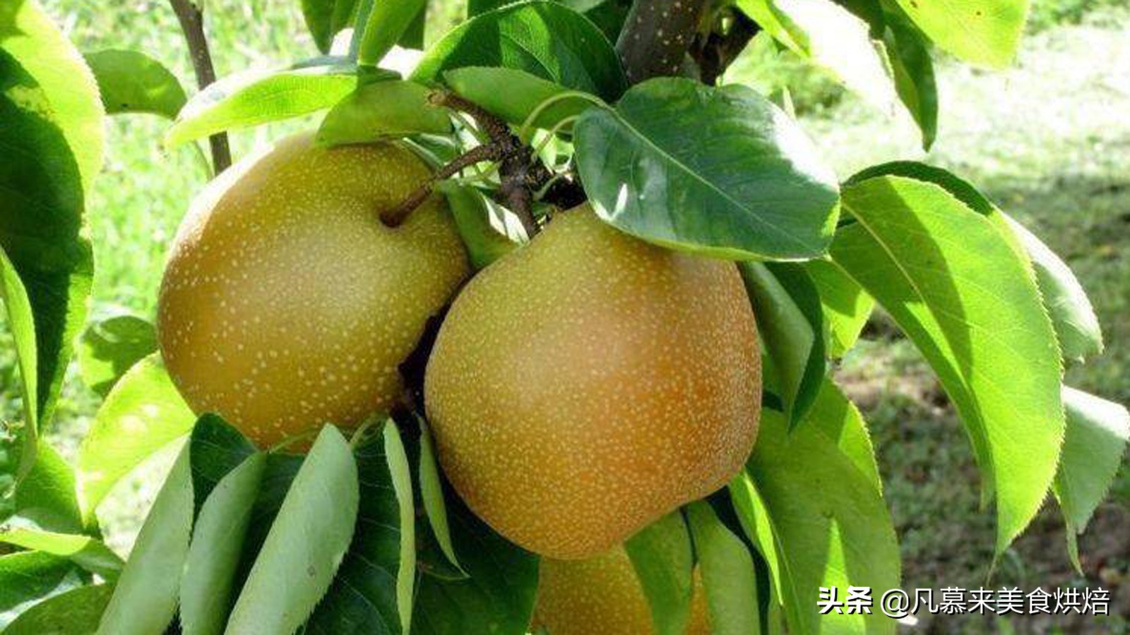 苹果梨图片（盘点全国最好吃的50种梨快收藏）