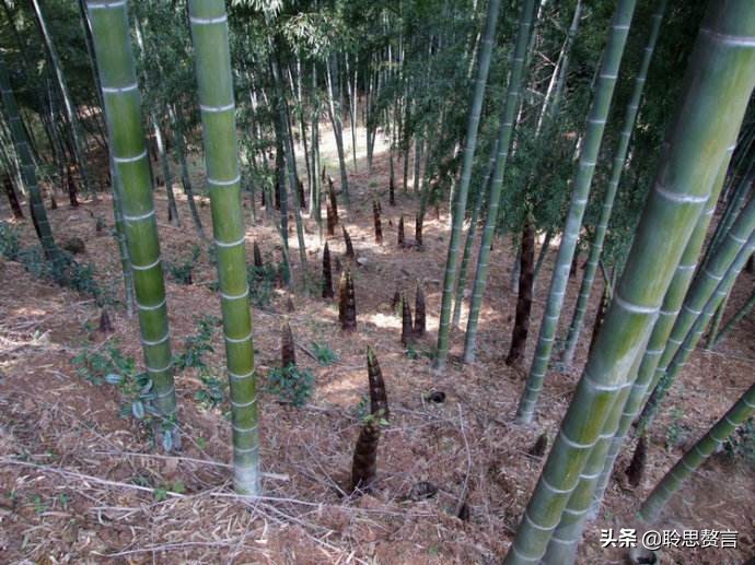 竹笋诗词精选三十一首 戢戢新芽迸旧林，才生有节便虚心