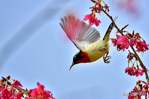 38个描写春天的四字成语，20个好句子，带你感受春的韵味！