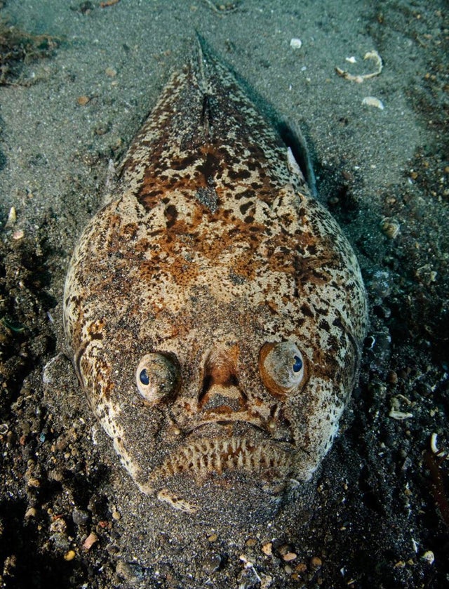 广岛辐射后的蛇「广岛辐射后的老鼠图片」