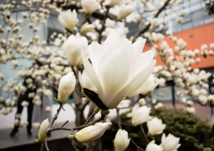 高考毕业走进大学丨盘点青岛有哪些好大学——中国石油大学