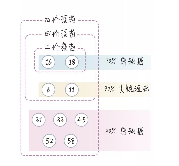 四价价格一览表（刷新你对HPV疫苗的认知）