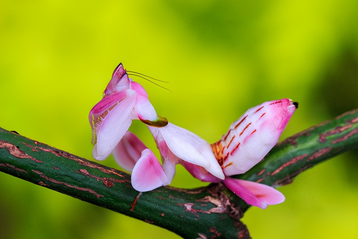 昆虫里的兰花仙子—拟态大师兰花螳螂