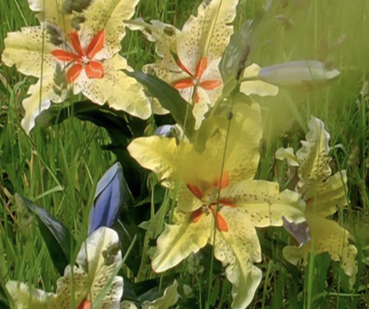 被日本嫌弃，却风靡中国25年！这部神片，没有一个男人会拒绝