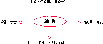 苹果的碳水化合物含量（什么是碳水化合物）