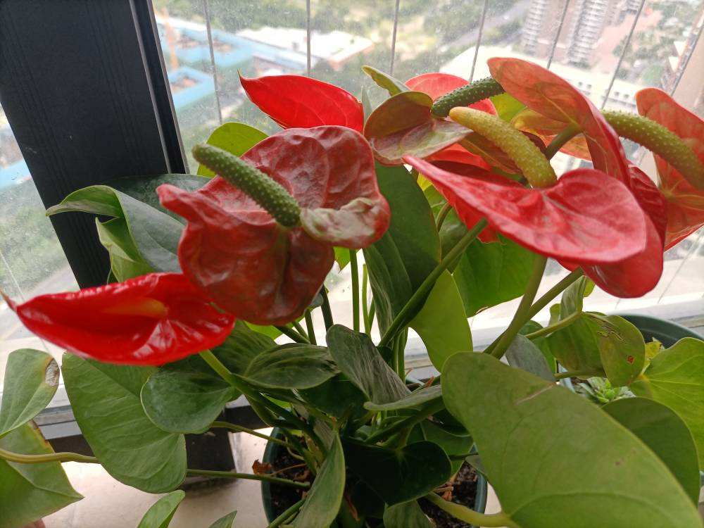 植物大全图片（带你了解这80种常见植物）