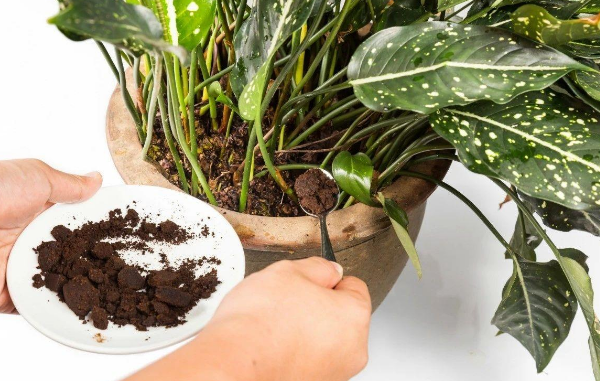 咖啡粉可以当肥料种花吗（教你盆栽植物不用愁肥料）