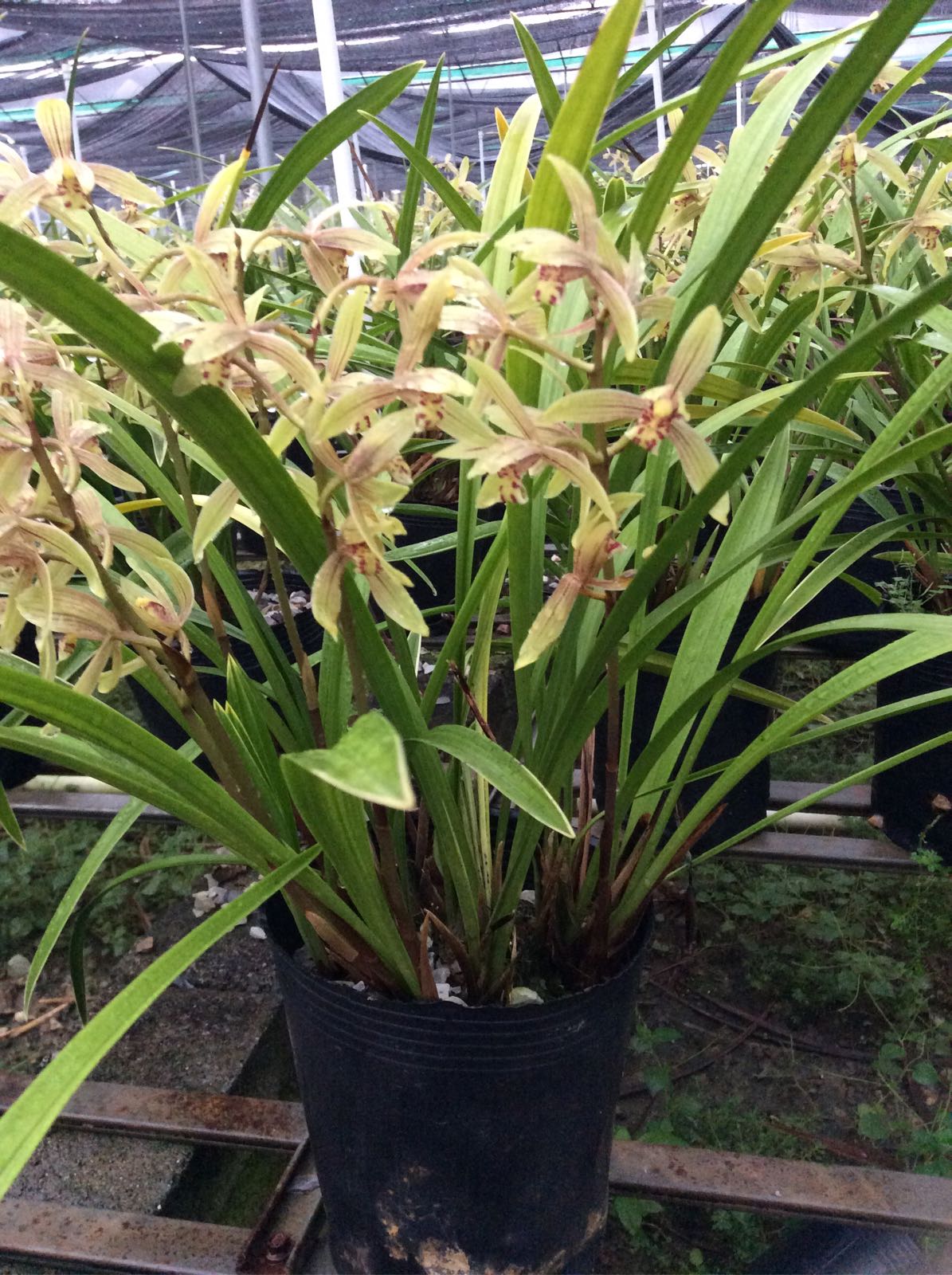 适合初学者的兰，保养简单，一年开几次花，香味溢出，便宜。