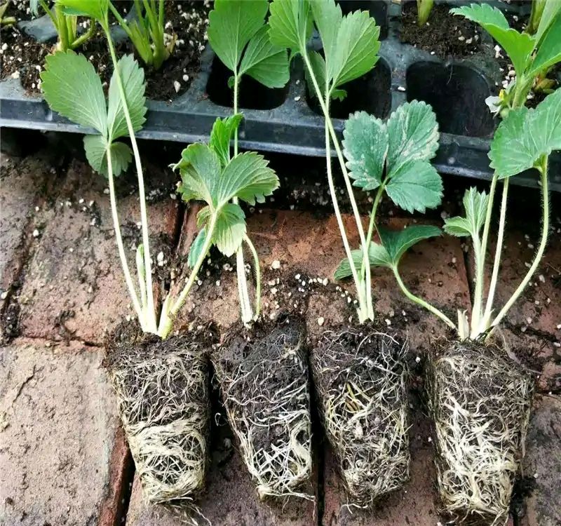 夏天种草莓怎么养经验分享干货