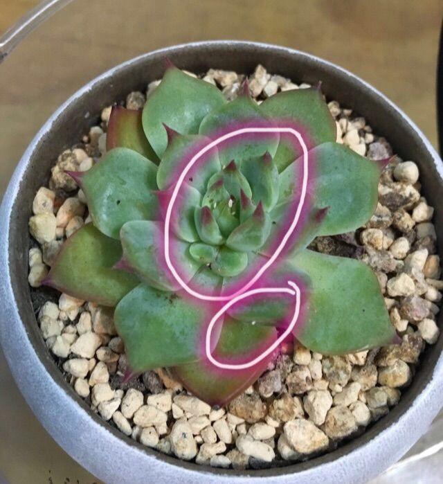 多肉又被介壳虫骚扰,教你三个小方法,有效又安全!