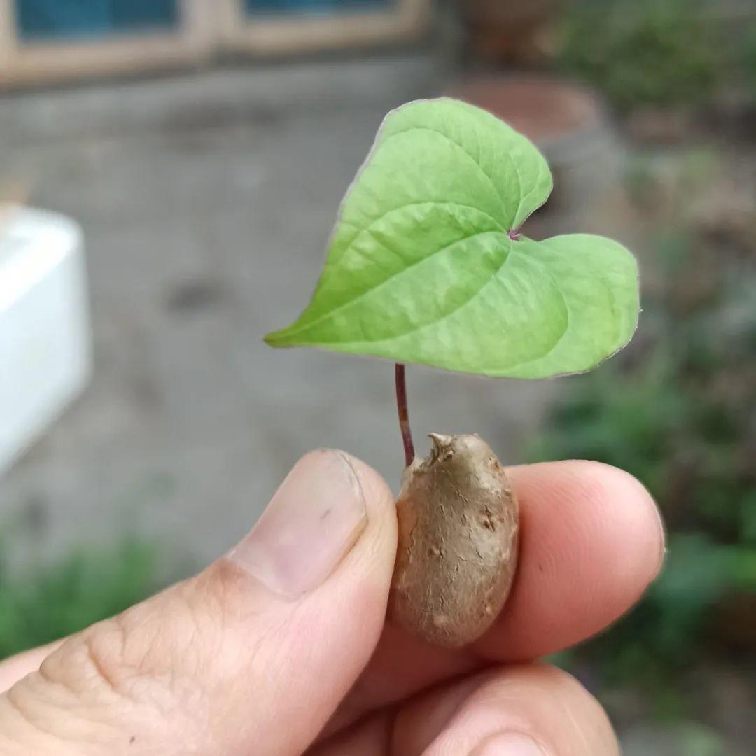 把山药豆埋进土里,土壤干燥时浇湿,出芽后开始晒太阳,山药枝条是爬藤
